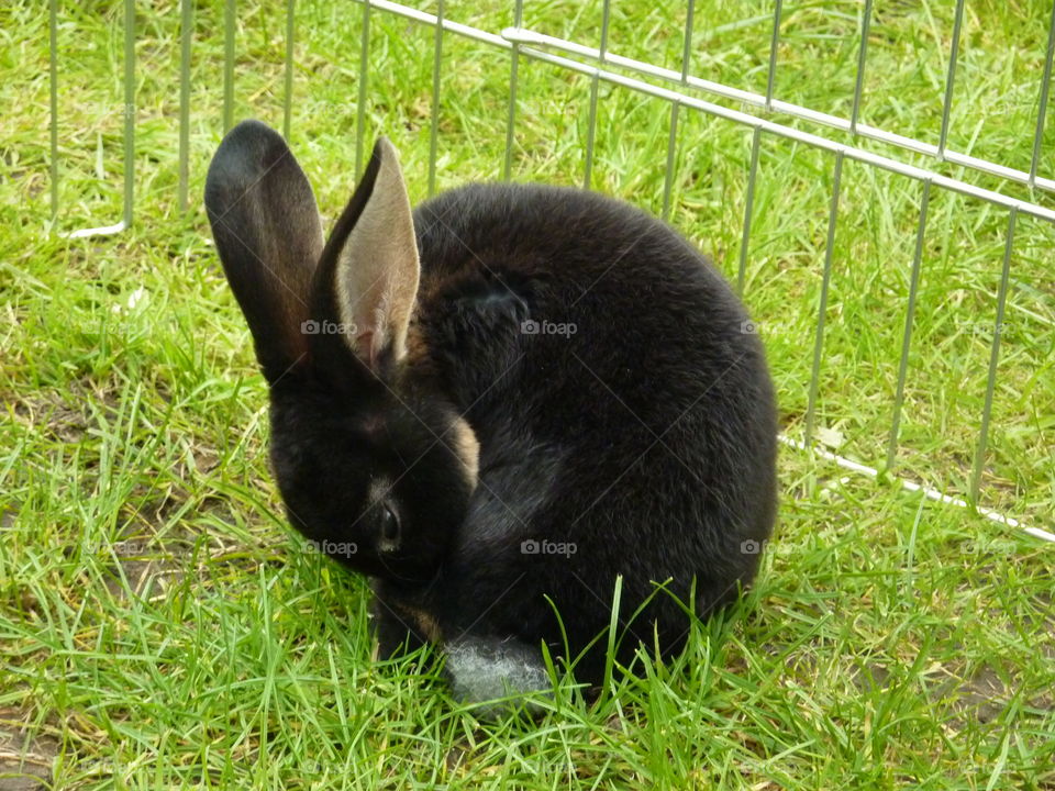 My rabbit cleaning herself