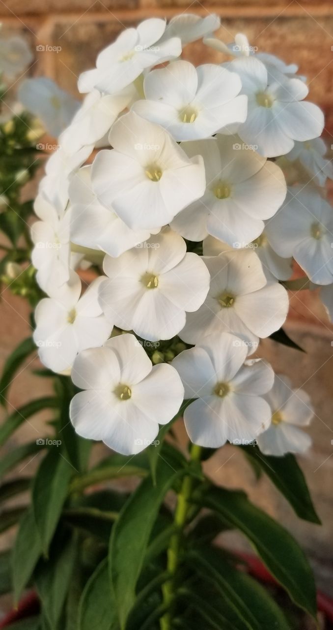 pretty white flowering plant in bloom