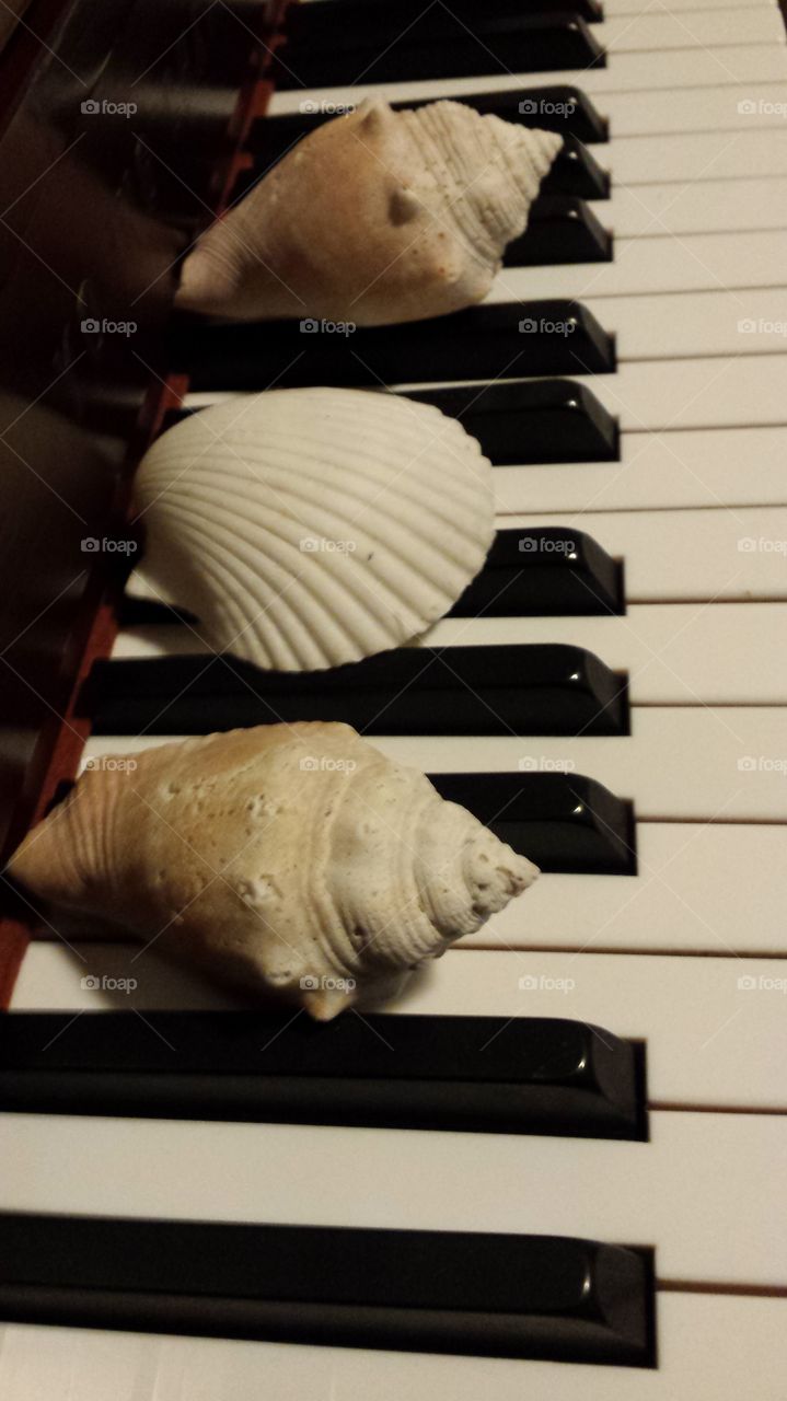 sea shell piano keyboard