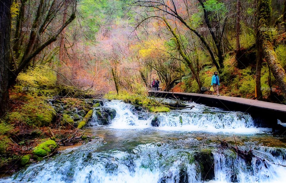 Exploring Jiuzhaigou. Beautiful autumn colors, a wide variety of plants and trees flank the river flow at the Nine Villages Valley. Sichuan.