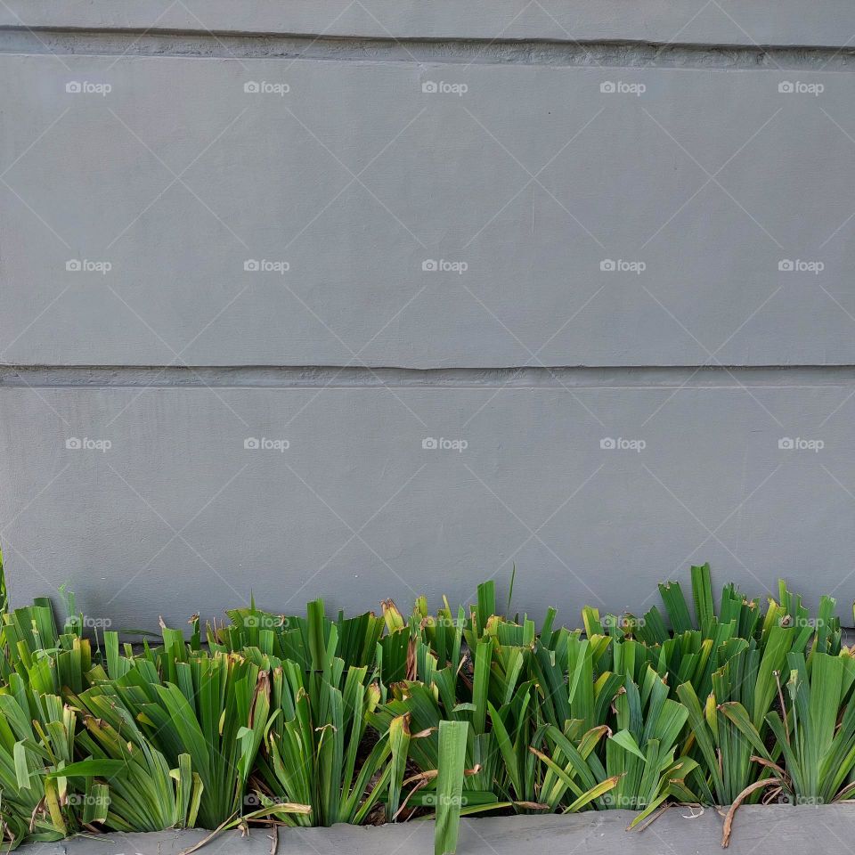 plants on the edge of the wall that has been trimmed