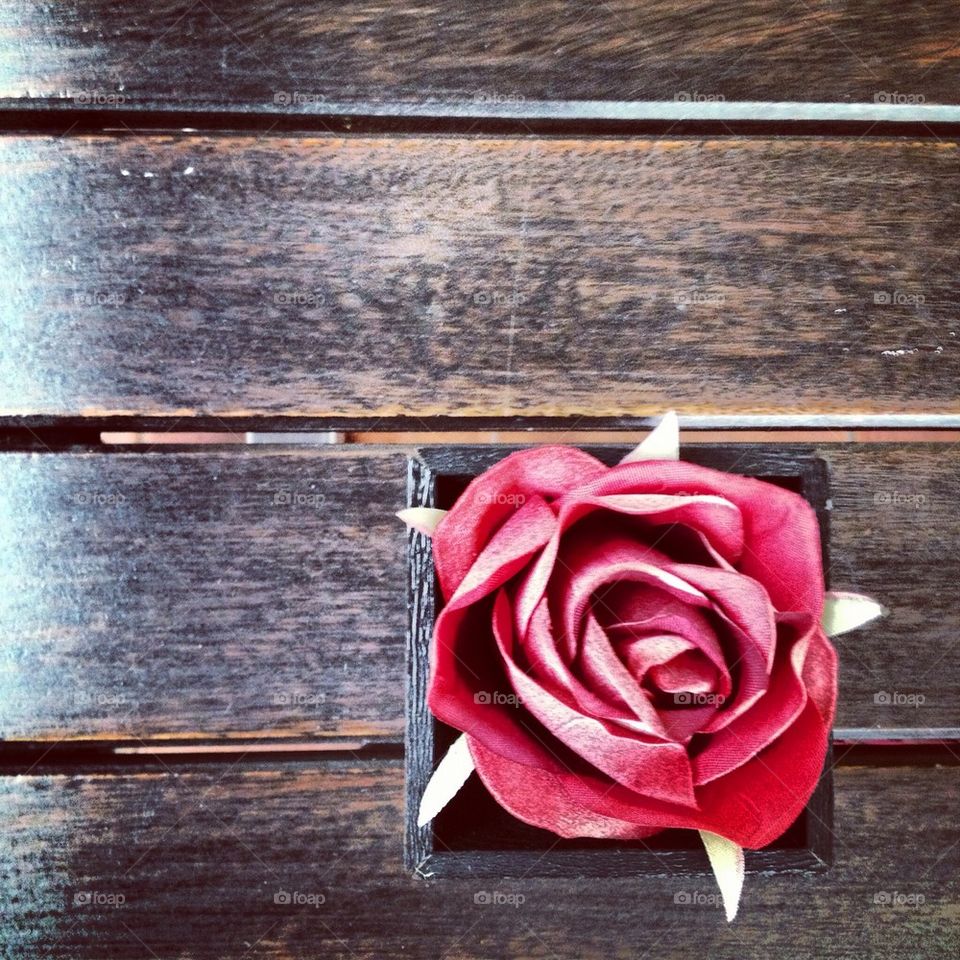 flower red lonely rose by alekime