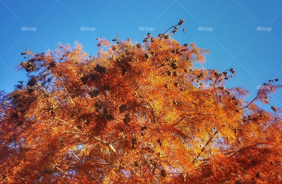 The top of a Cypress tree in fall against a cloudless blue sky clash of color