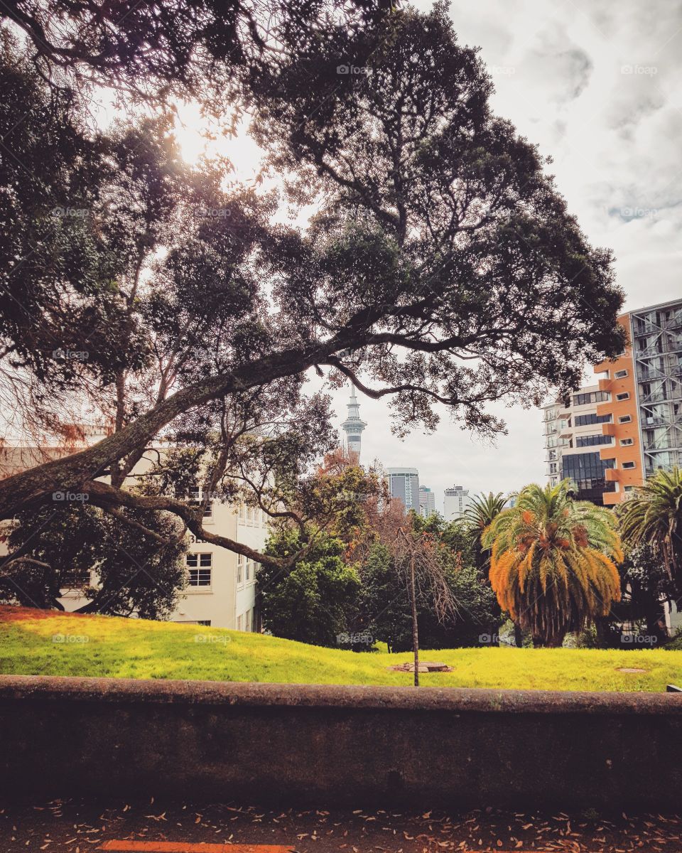 Myers Park, Auckland