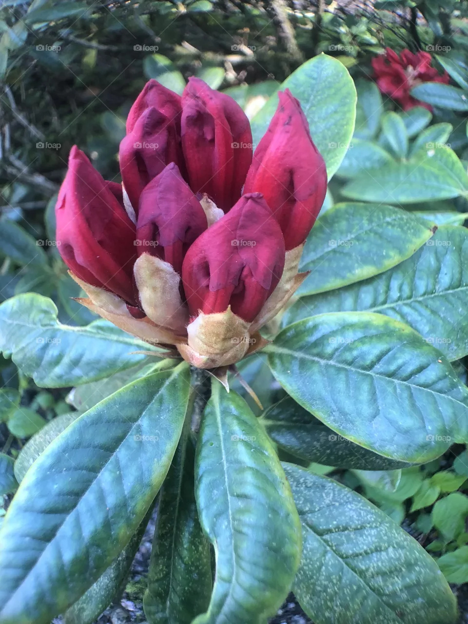 Buds
