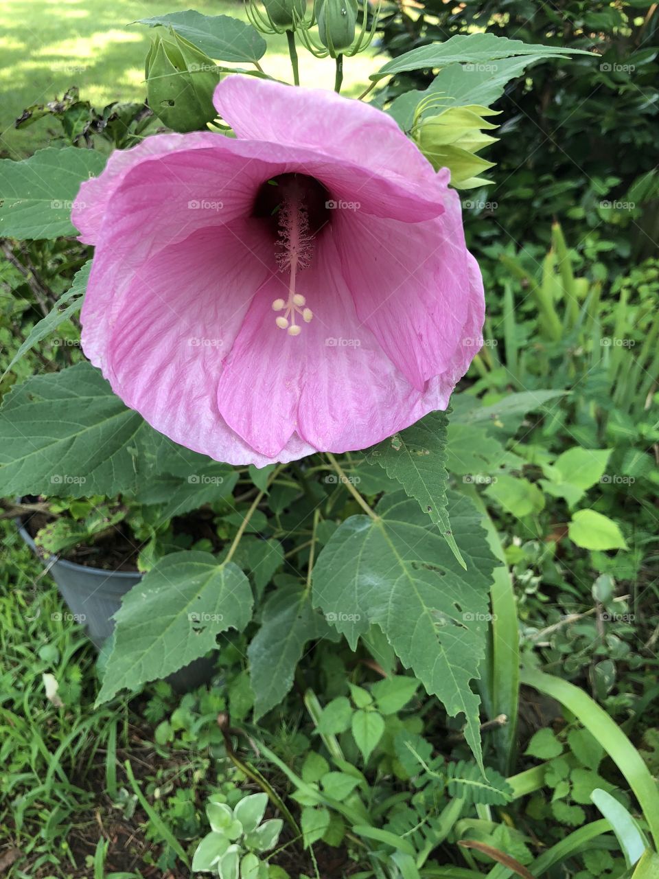 A medium beautiful pink flower with green leaves in my garden this summer. 