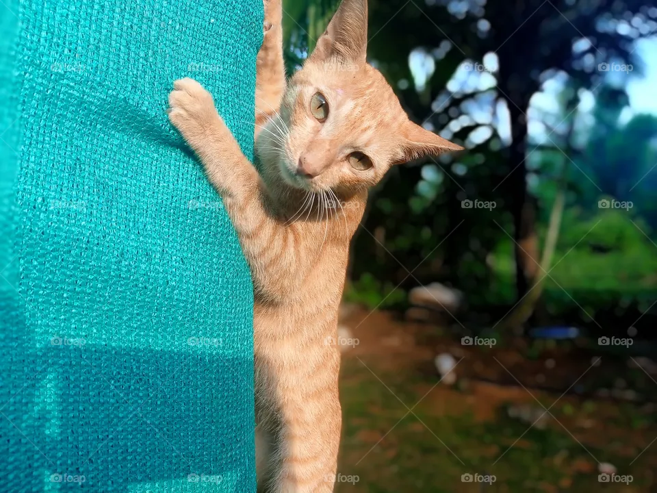 cat