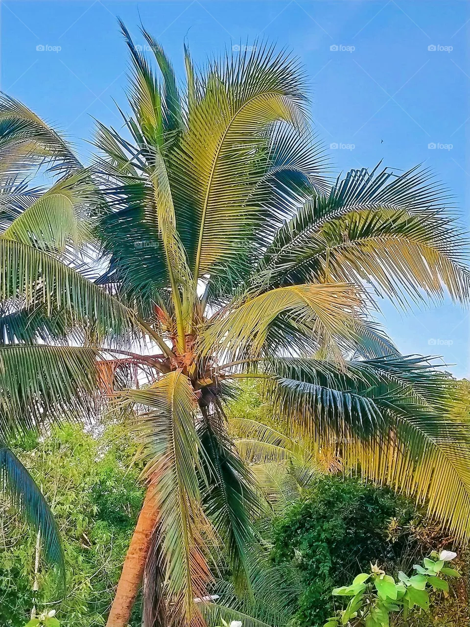 Coconut tree leaves hit by sunlight