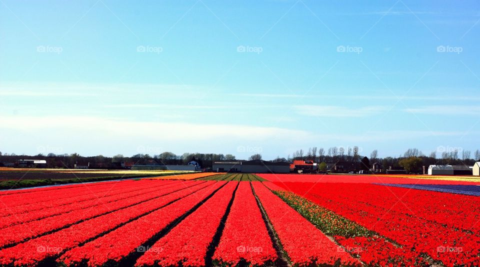 A field of red tulips