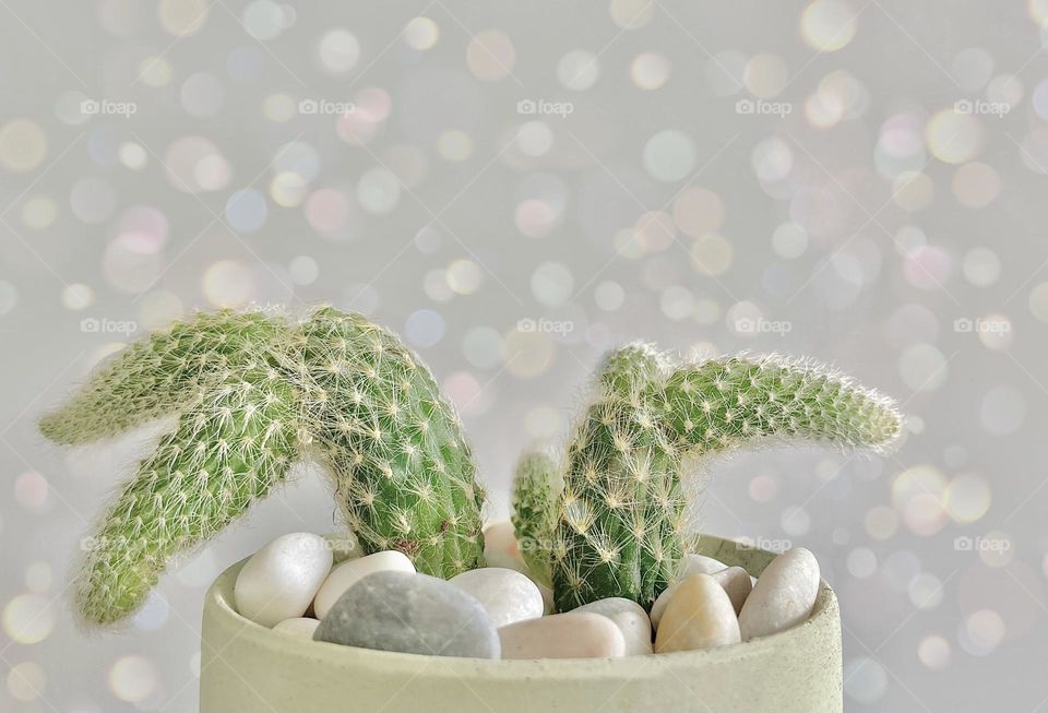 Cactus, bokeh background 