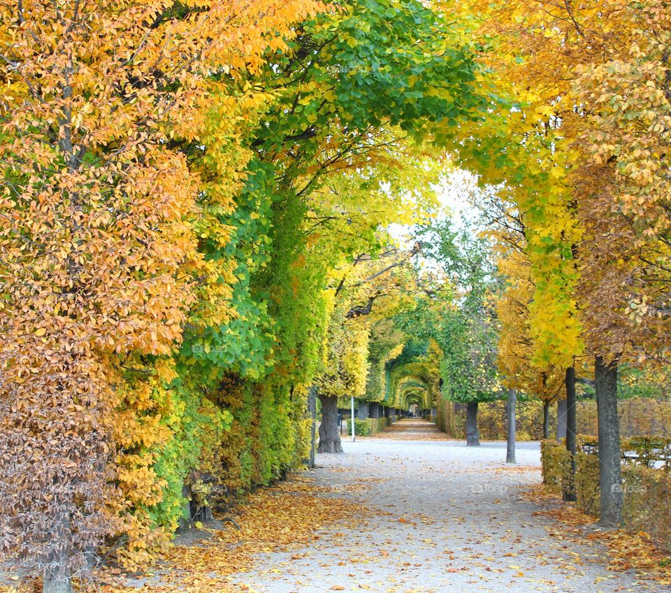 A tunnel of trees in autumn