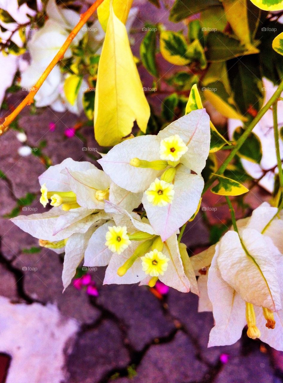 White Bougainvilleas