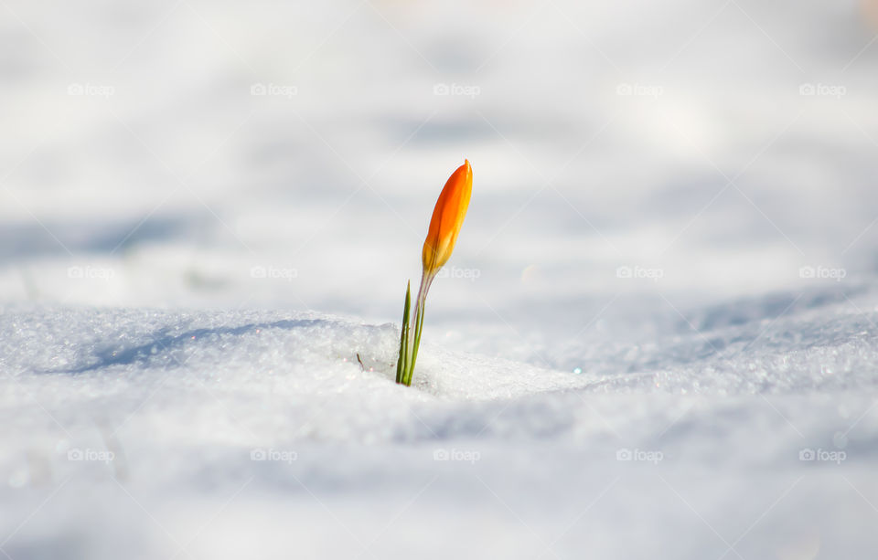 A flower in snow