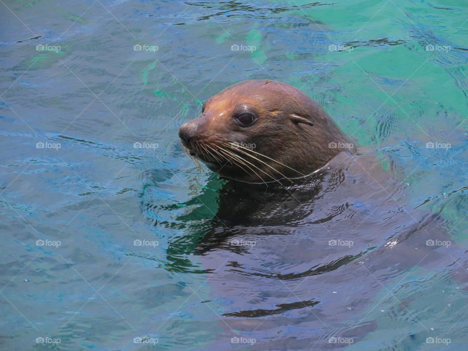 Seal in the water