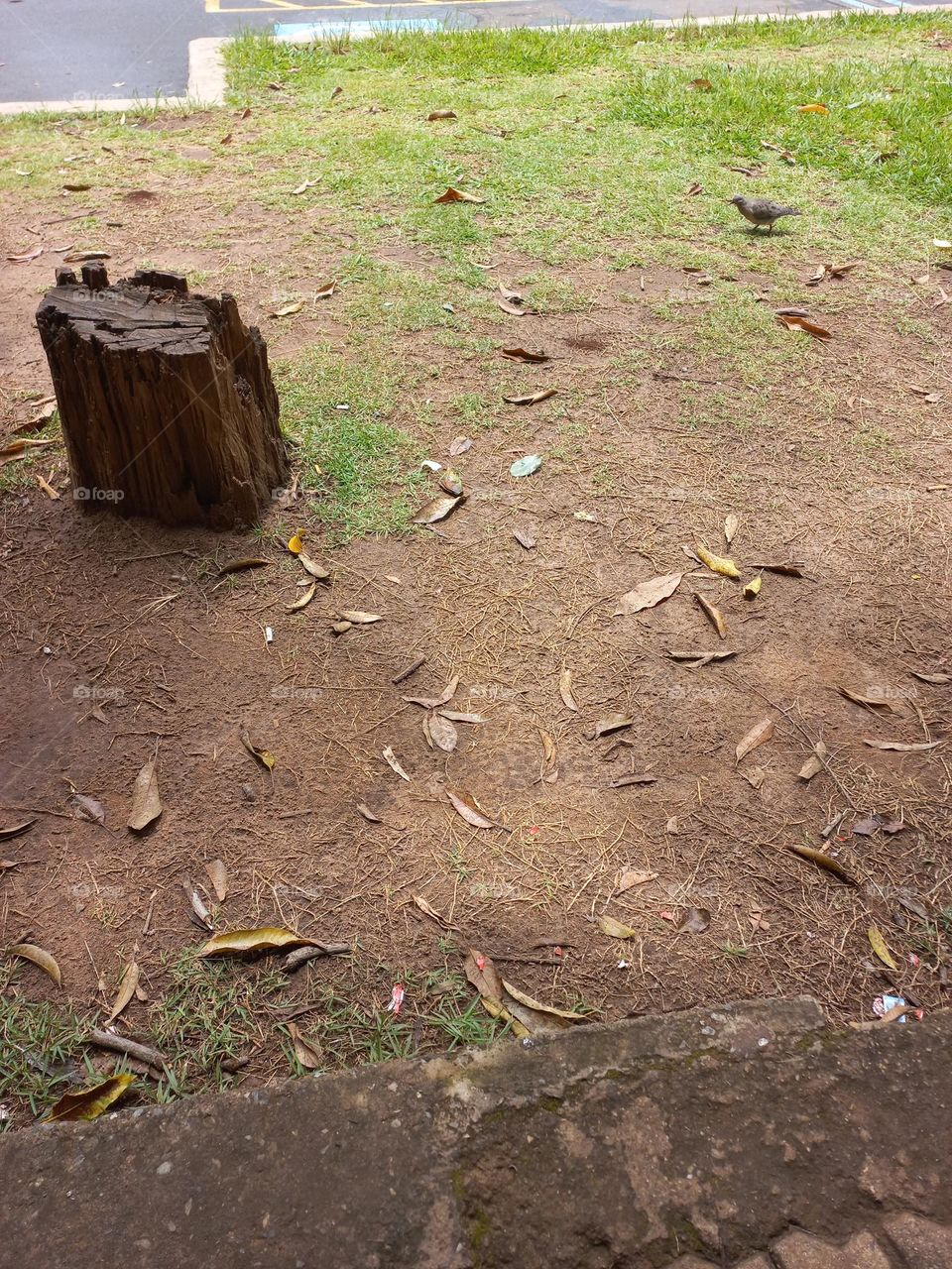 As árvores fornecem alimentos  para vários organismos vivos no solo, animais e aves, contribuindo para a estabilização de diversos  ecossistemas. Também fornecem a madeira  ou a celulose, imprescindível à produção de papel.