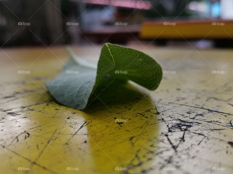 Leaf