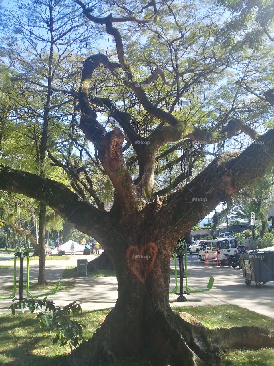 Tree in love 💖