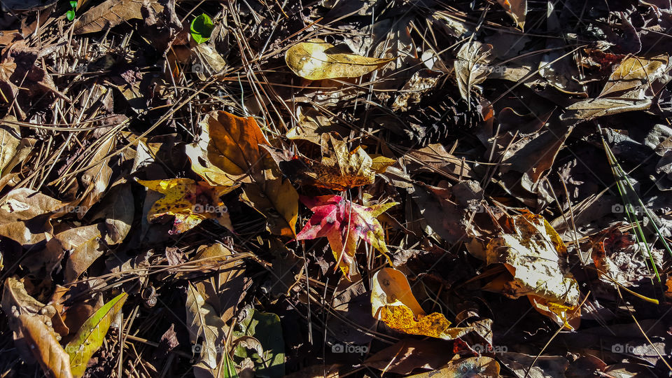 Leaf, Fall, Nature, No Person, Outdoors