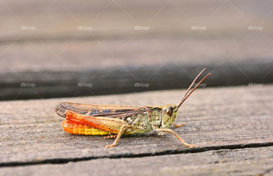 Grasshopper 