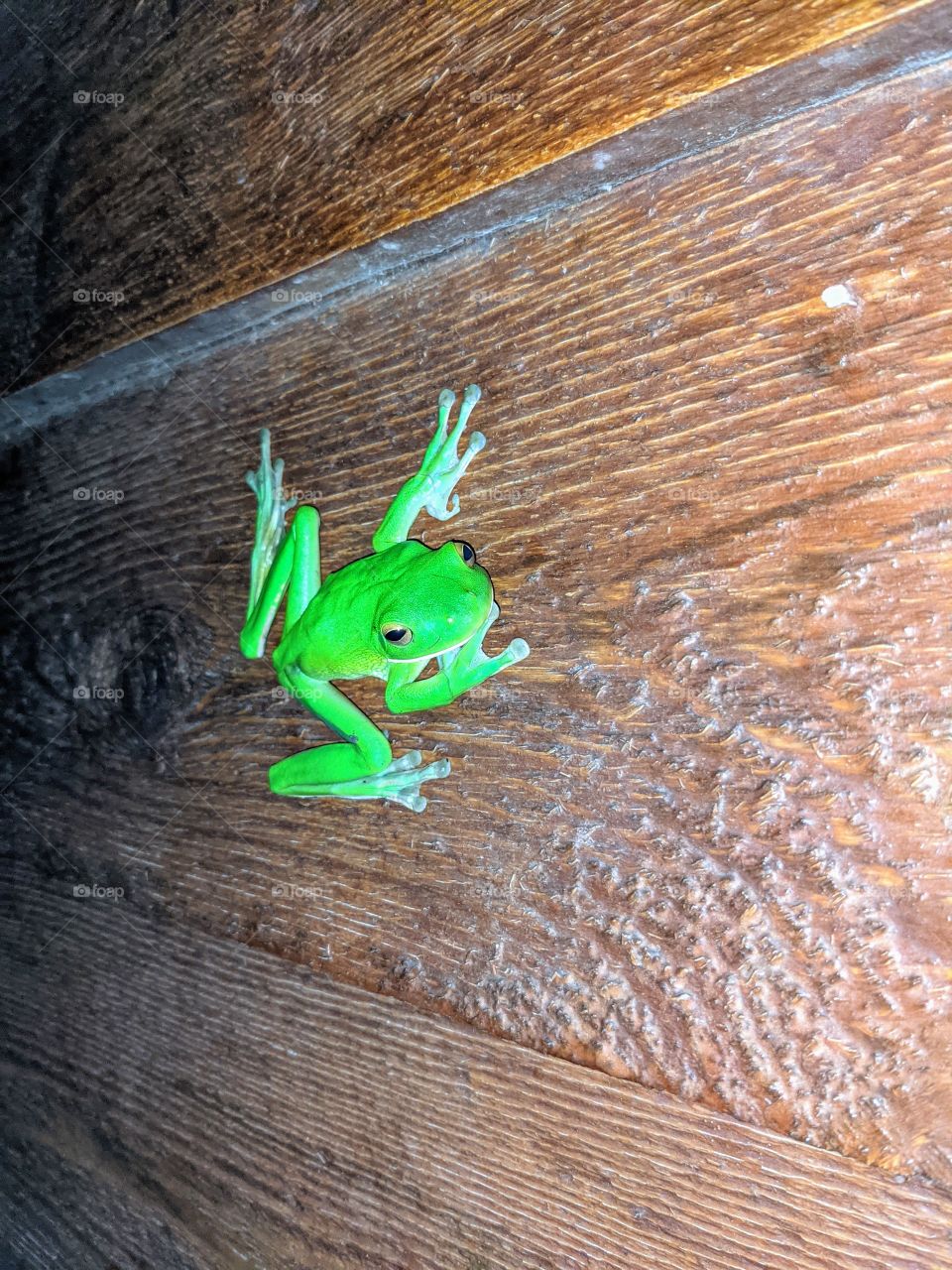 Green Tree Frog