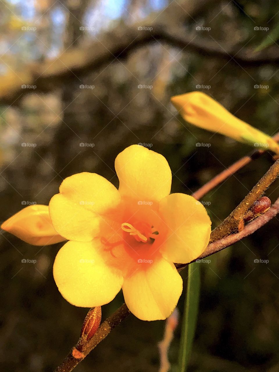 Yellow Flower