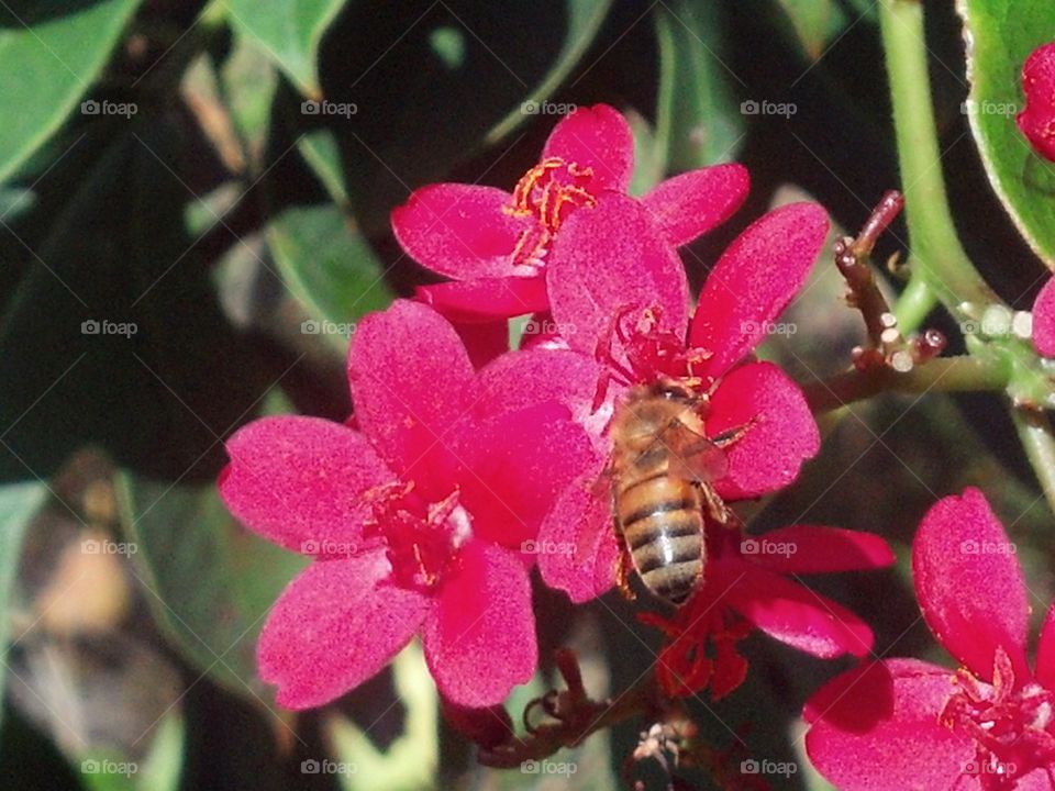 Little bee on a flower