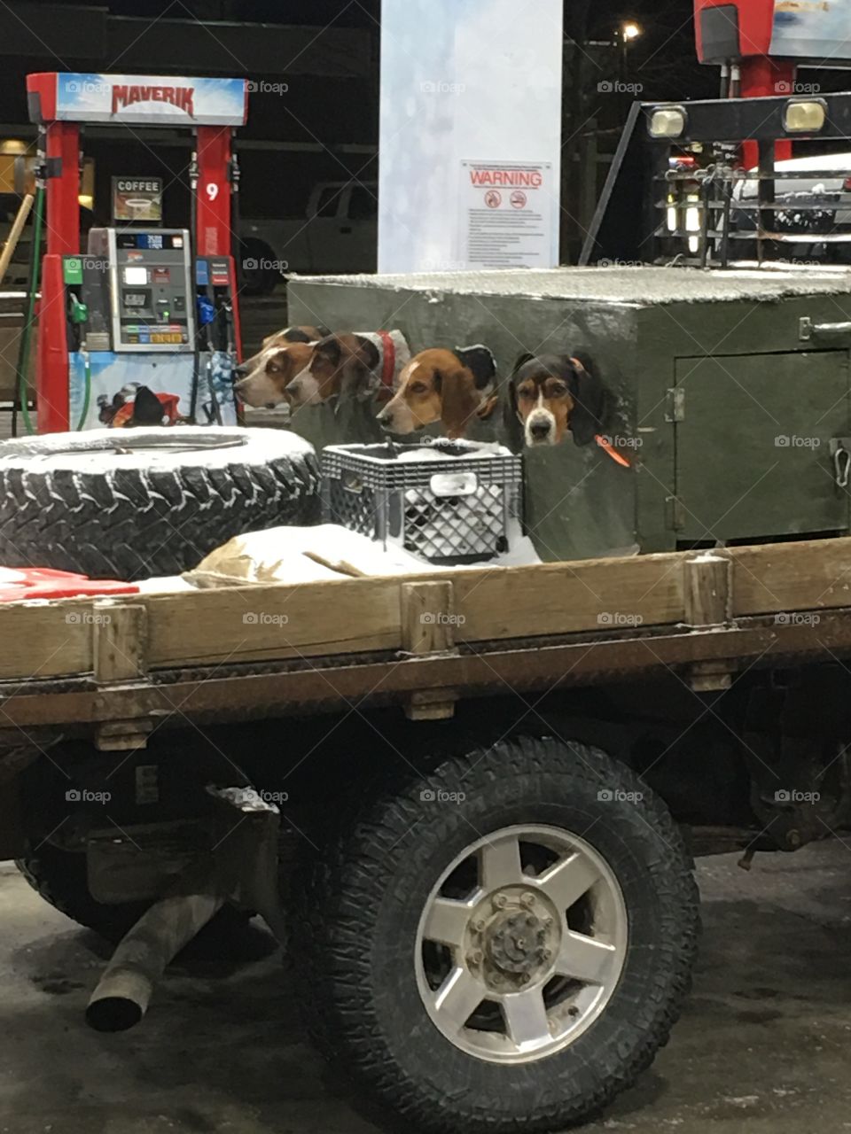 Just a doghouse on the truck with holes so the dogs can look out. And they do.