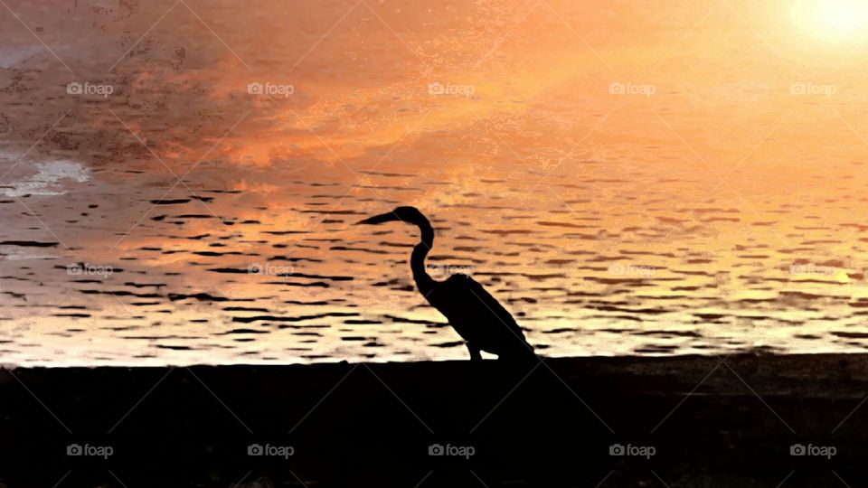 Silhouette of crane fishing in the evening sunset