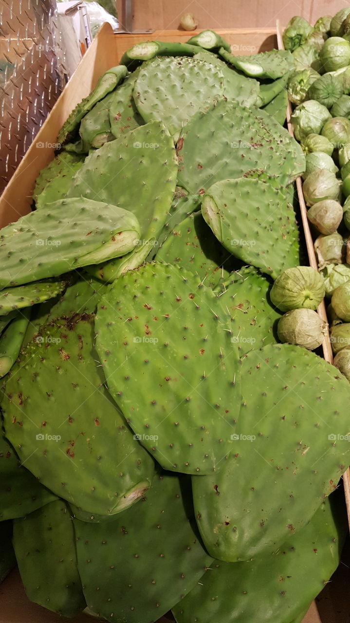 green cactus at a market in NJ