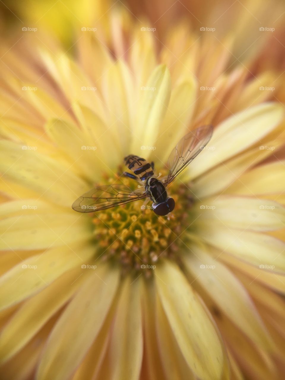 Insect on mum