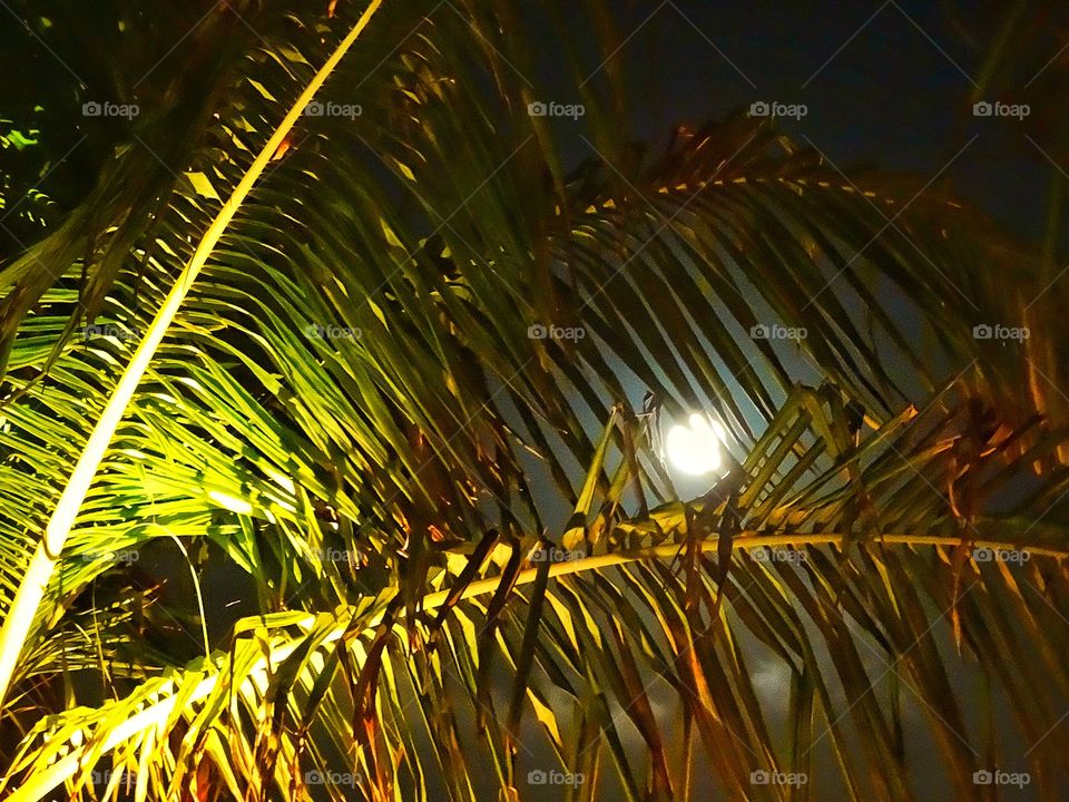 Moonlight Through The Trees
