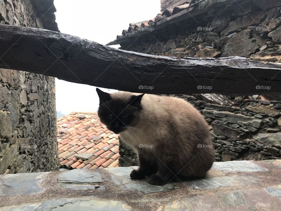 Cat on the Wall 