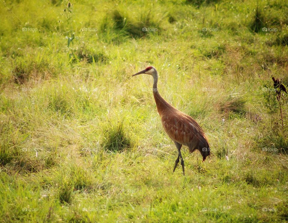 sandhill crane on the middle of the field