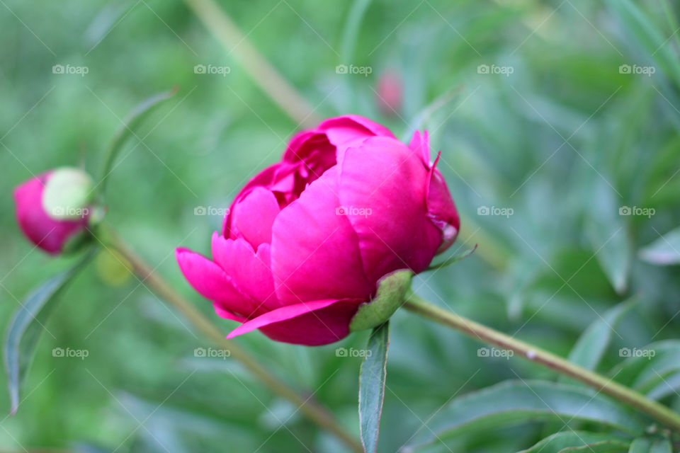 Peony, peonies, roses, pink, red, white, flowers, bouquet, summer, sun, nature. Landscape, still-life, village, flowerbed, plant, vegetation, grass, decor, fluffy, fluffy flowers, bulk flowers, plush flowers, petals, buds, leaves