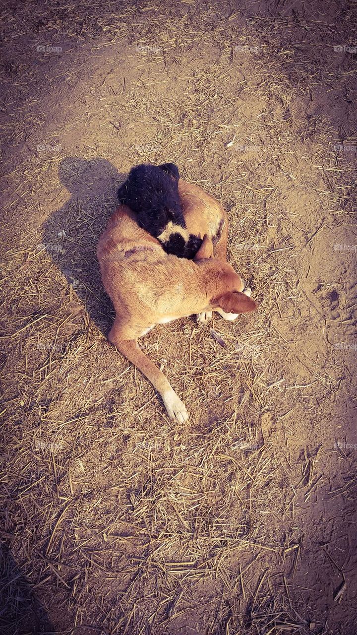 mobile series: animals