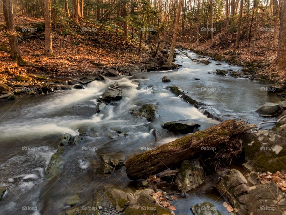 Gentle forest stream in fall