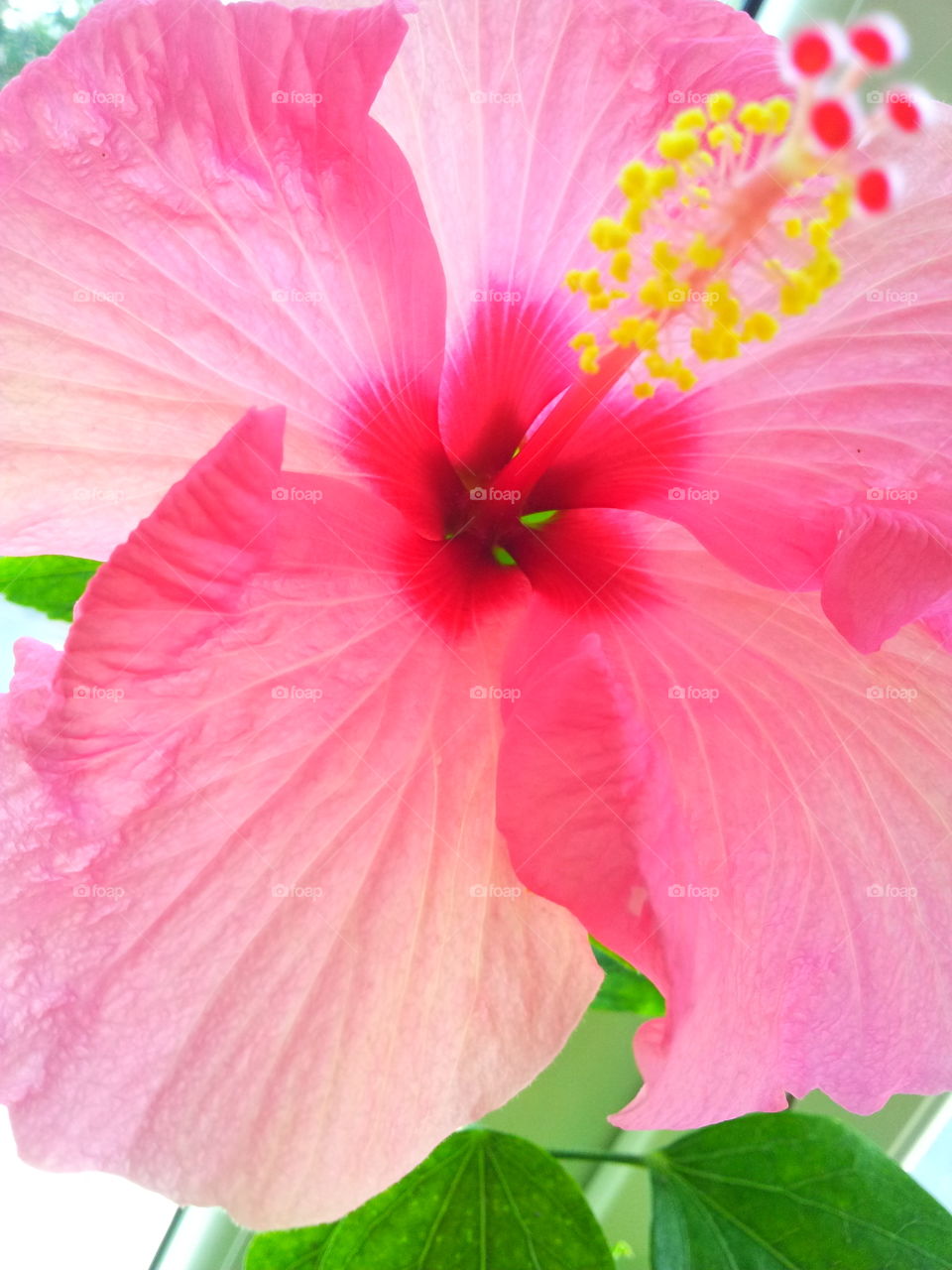 Close-up of hibiscus flower