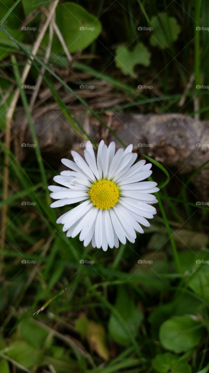 Nature, Flora, Summer, Flower, Grass