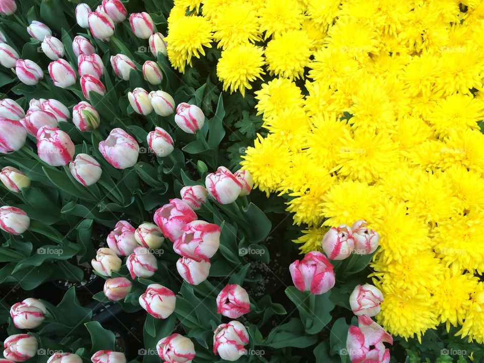 Pink Tulips and Yellow Mums