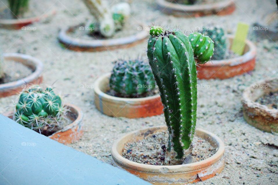 I believe cactuses are the cutest plants on earth!