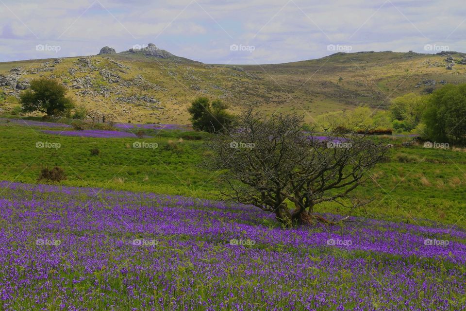 Bluebells Dartmoor