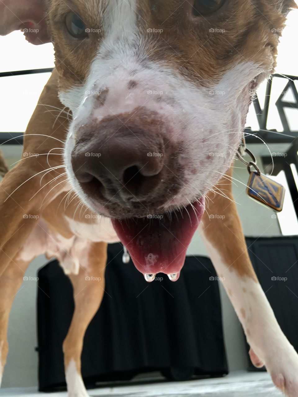 Close up of water dripping from a rescue pitbull’s tongue 