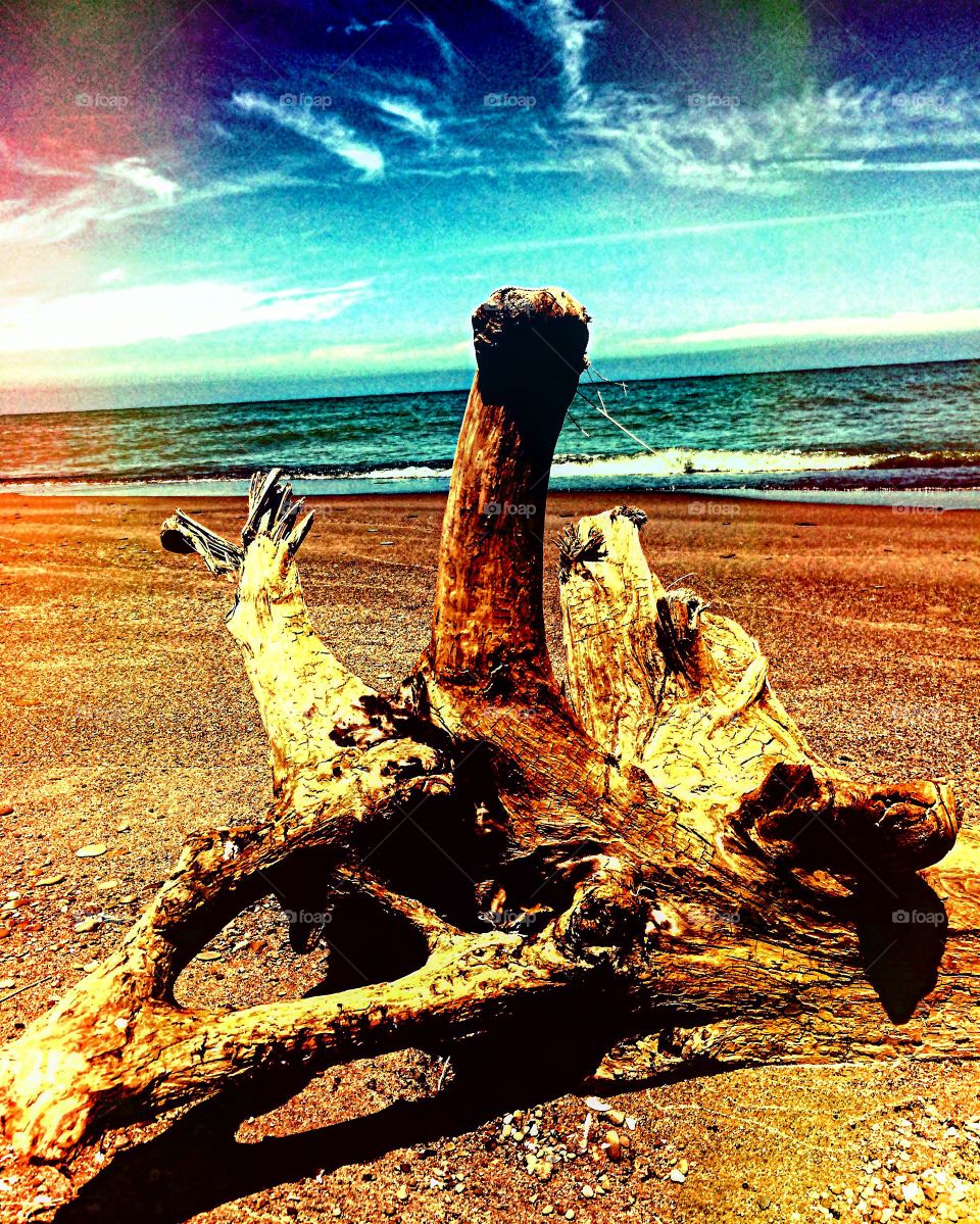 Driftwood on the beach 