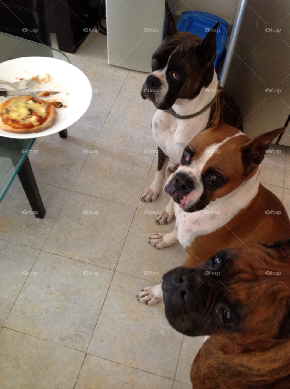 food morning dogs cute by javiercorrea15