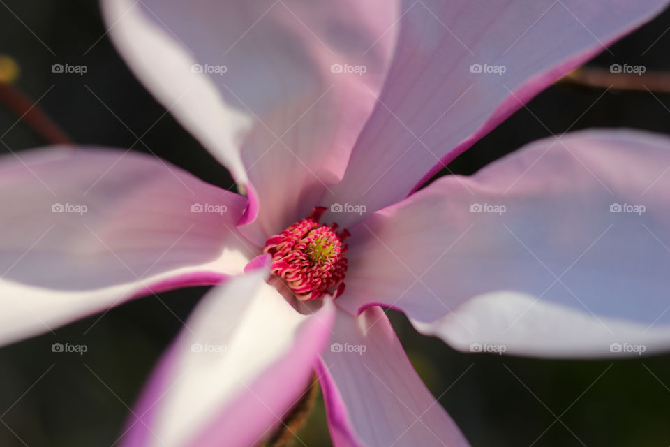 Spring has Sprung - Pink Flower Revealing its Inner Beauty