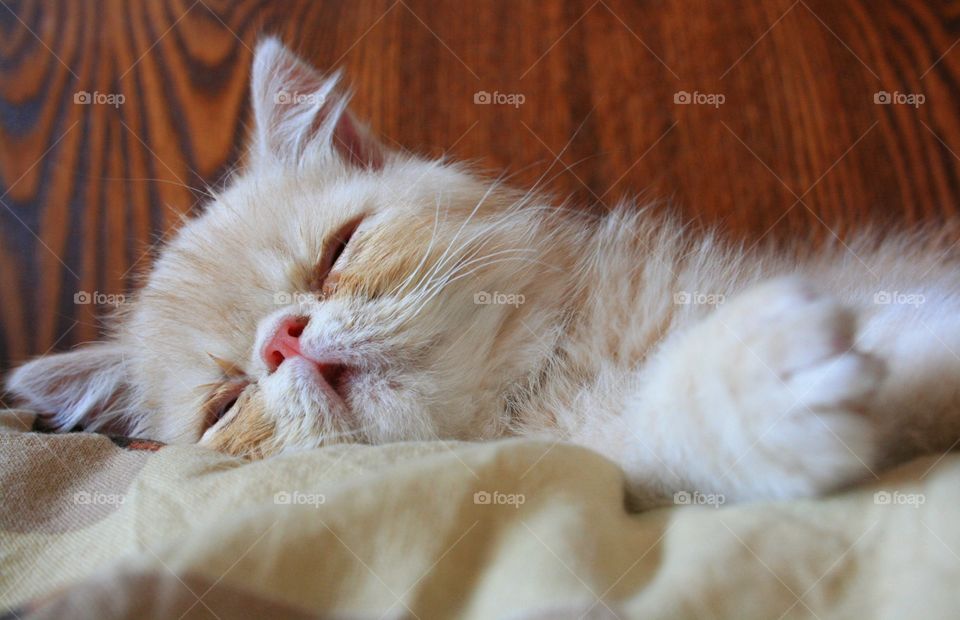 Sleeping kitten 