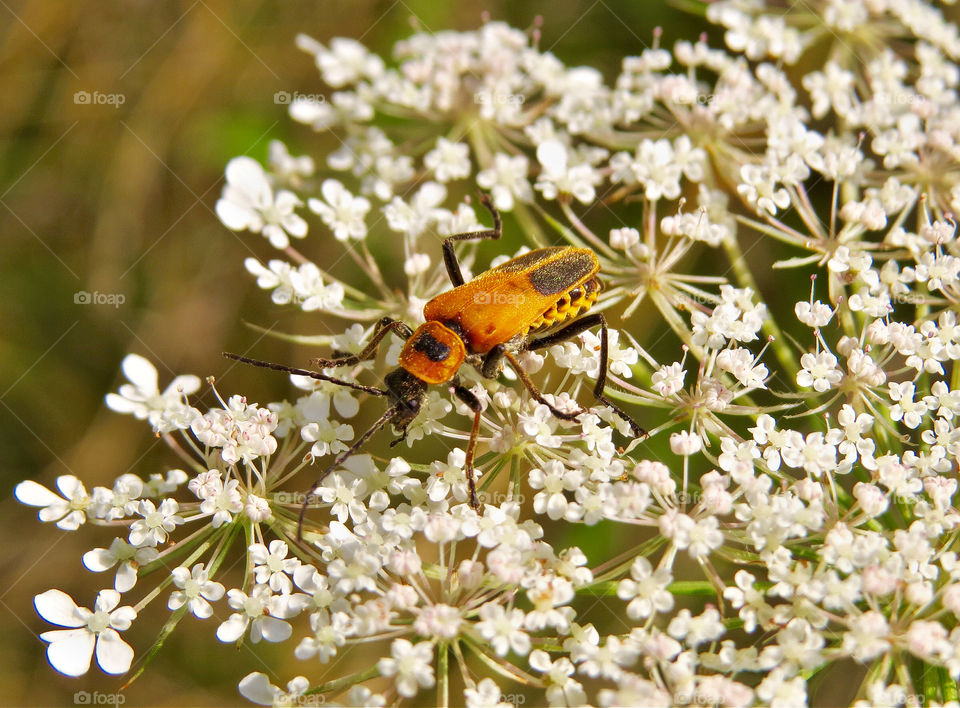 Soldier Beetle