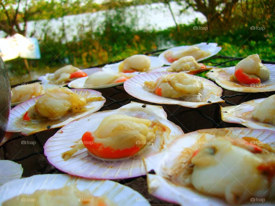 shells