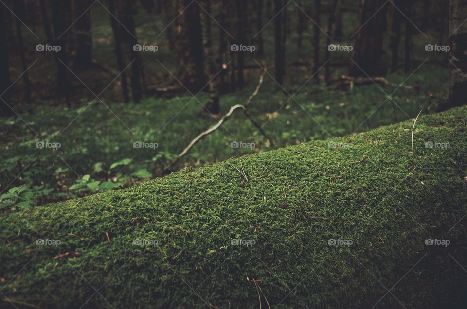 A fallen forest tree covered in moss