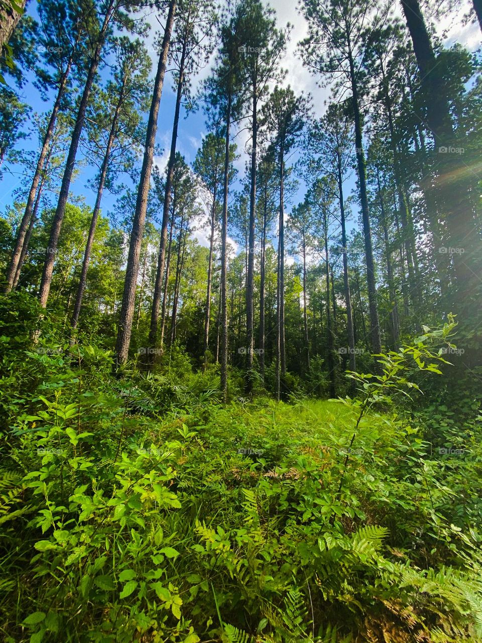 Hike in nature 